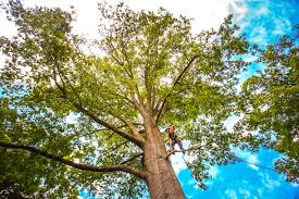 Best Root Management and Removal  in Sturgis, MI