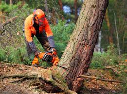 Best Commercial Tree Services  in Sturgis, MI