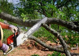 Best Fruit Tree Pruning  in Sturgis, MI