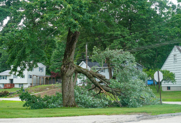 How Our Tree Care Process Works  in  Sturgis, MI